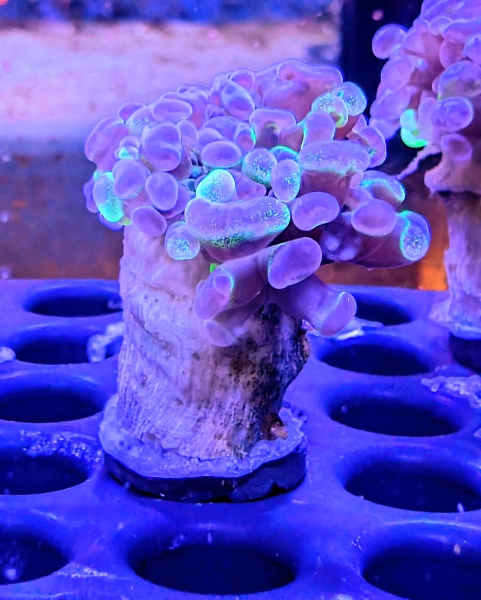 Marbled Hammer Coral Frag - All Things Aquatic