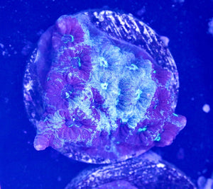 Marbled war coral frag - All Things Aquatic