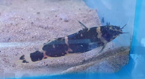 Microsynodontis Batesii - All Things Aquatic