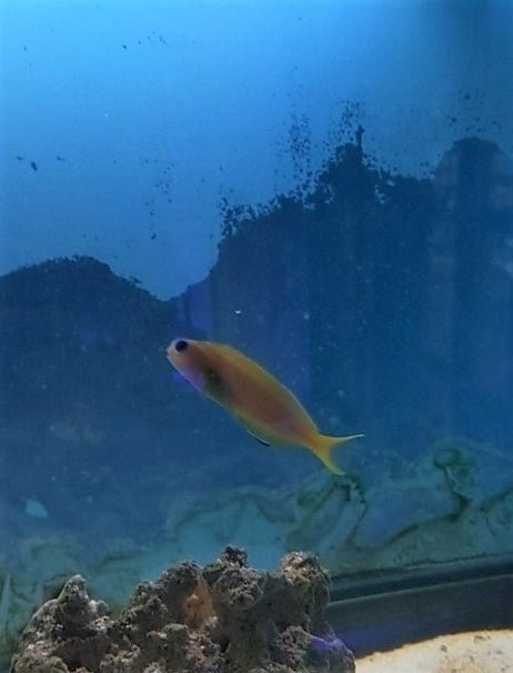 Midas Blenny - Sml - All Things Aquatic