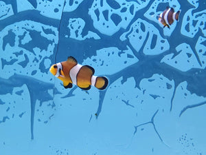 Mocha Clownfish - All Things Aquatic