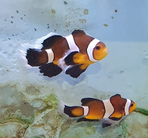 Mocha Longfin Clownfish Pair - All Things Aquatic