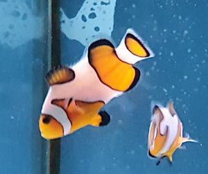 MochaVinci Clownfish - All Things Aquatic