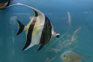 Moorish Idol M - All Things Aquatic