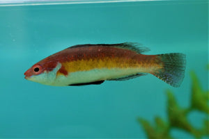 Naokos Dwarf Parrot Md - All Things Aquatic