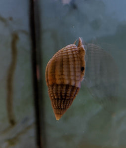 Nassarius Snail - All Things Aquatic