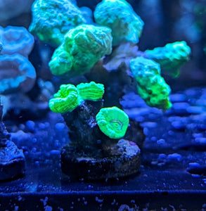 Neon Green Candy Cane Frag - All Things Aquatic