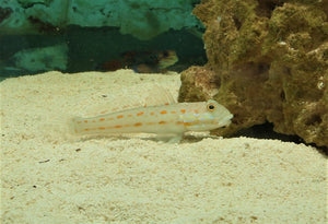 Orange Spot Goby - Sml - All Things Aquatic