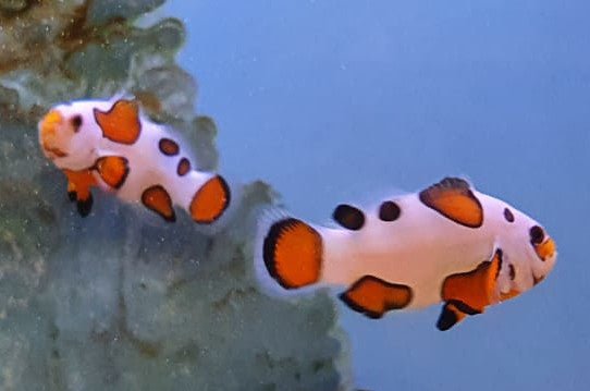 Orange Storm Clownfish Pair - All Things Aquatic