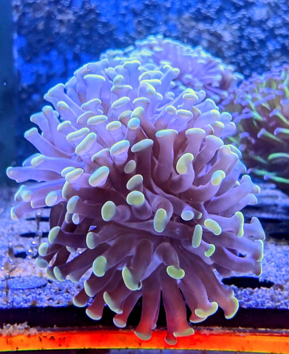 Orange Tip Hammer Coral Frag - All Things Aquatic