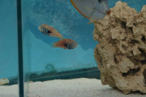 Peacock Wrasse - All Things Aquatic