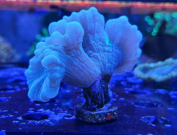 Peppermint Candy Cane Frag - All Things Aquatic