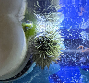 Pin Cushion Urchin - All Things Aquatic