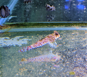 Pink Scooter Blenny - Md - All Things Aquatic