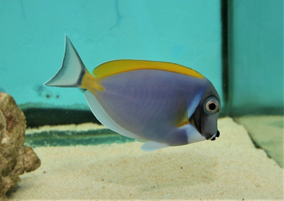 Powder Blue Tang - All Things Aquatic