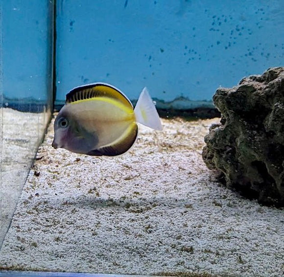 Powder Brown Tang - Md - All Things Aquatic