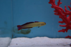 Purple Firefish Lg - All Things Aquatic