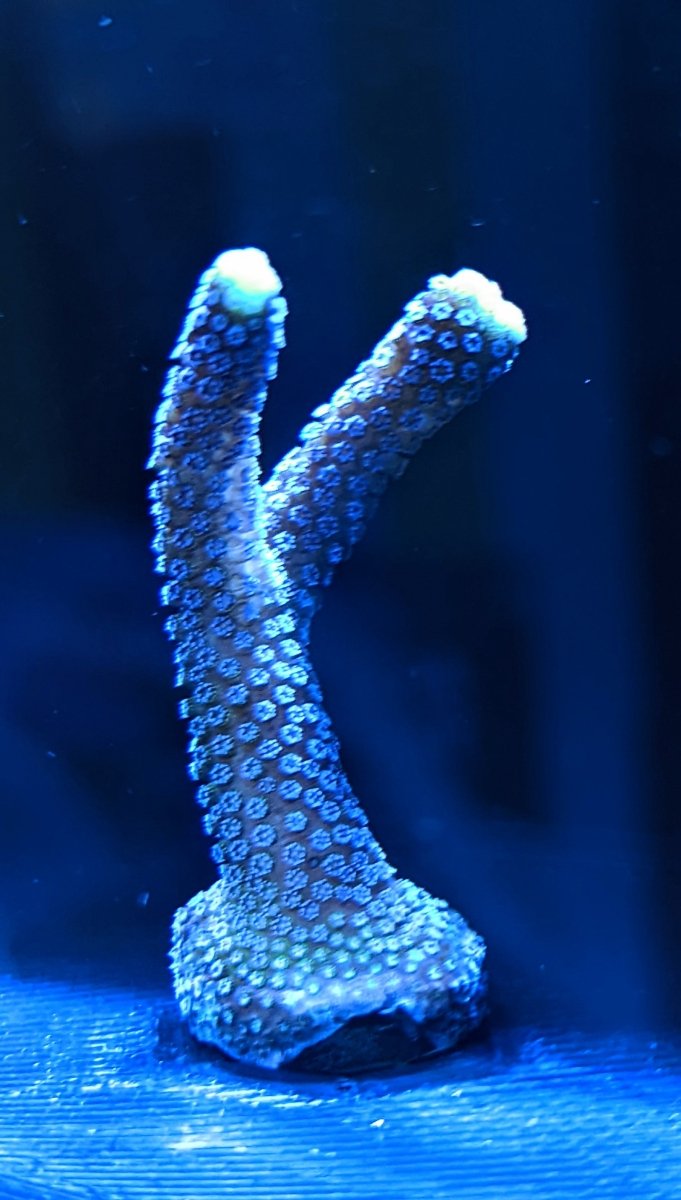 Purple Milka Stylo frags - All Things Aquatic