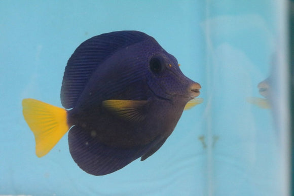 Purple Tang - All Things Aquatic