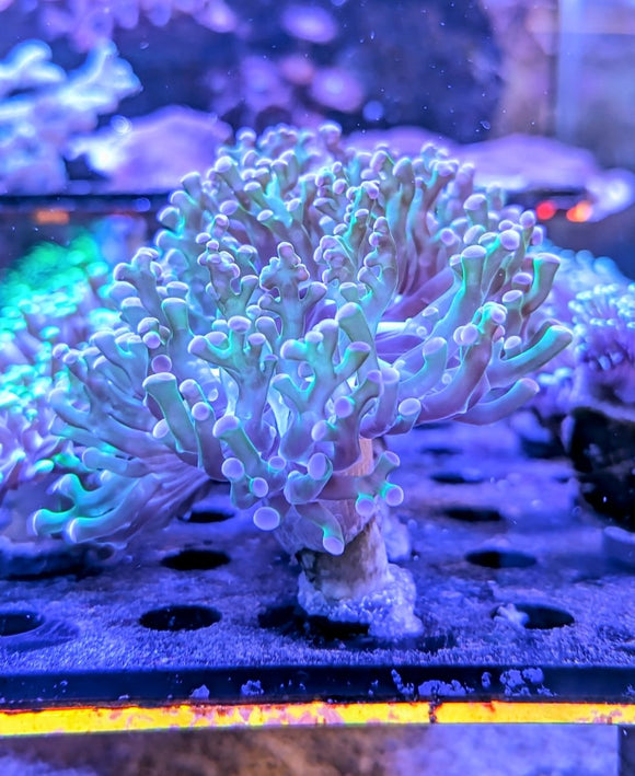 Purple Tip Frogspawn Coral Frag - All Things Aquatic