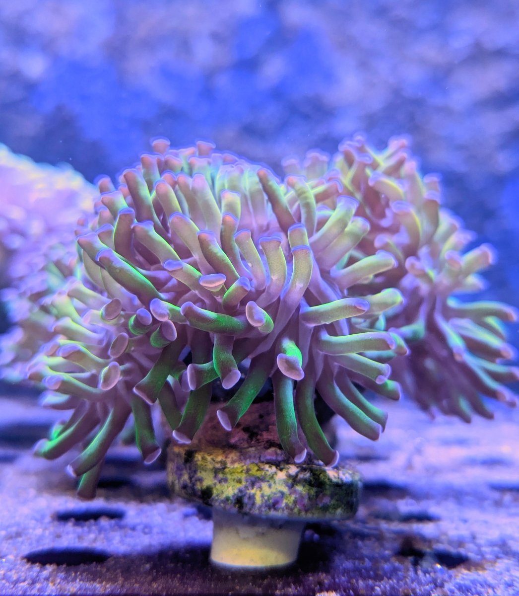 Purple Tip Hammer Coral Frag - All Things Aquatic