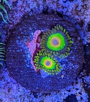 Rasta Zoa Frag - All Things Aquatic