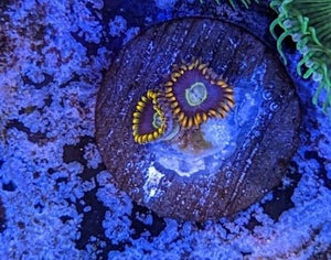 Red Hornet Zoa Frag - All Things Aquatic