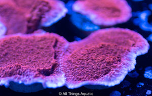 Red Monti Cap Frag - All Things Aquatic