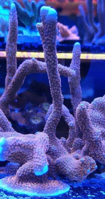 Red Montipora Digitata Frag - All Things Aquatic