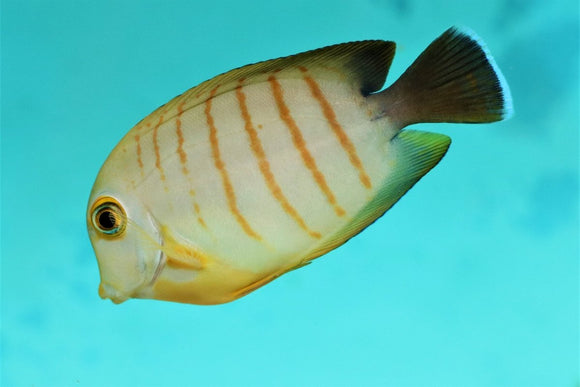 Red Stripe Mimic Tang LG - All Things Aquatic