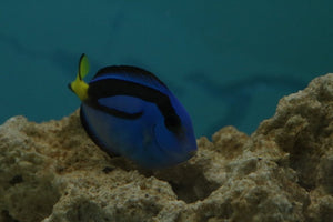 Regal Tang - Coral Sea - Sml - All Things Aquatic