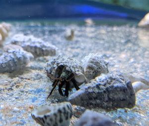 Rock Hermit Crab - All Things Aquatic