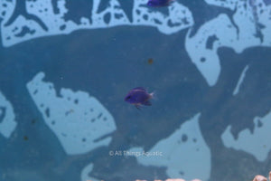 Royal Blue Damsel - Md - All Things Aquatic