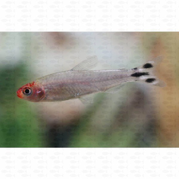 Rummynose Tetra - All Things Aquatic