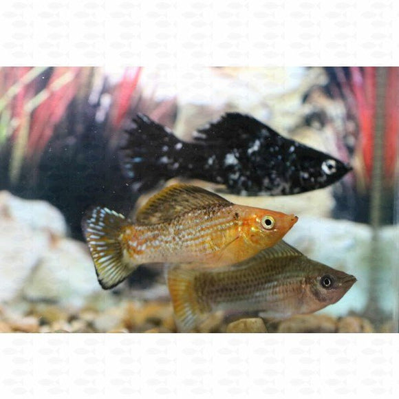 Sailfin Molly - All Things Aquatic