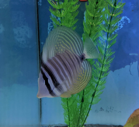 Sailfin Tang - Pacific - LG - (Dejardini) - All Things Aquatic