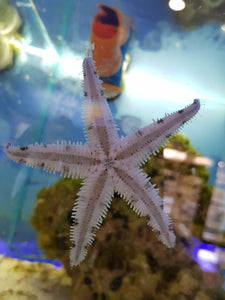 Sand Sifting Starfish - All Things Aquatic