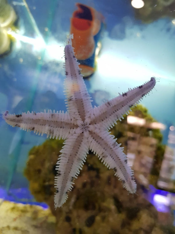 Sand Sifting Starfish - All Things Aquatic