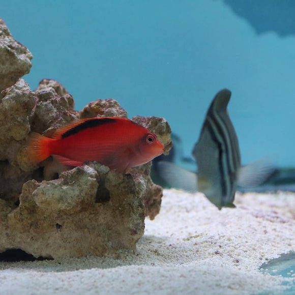 Scarlet Hawkfish - LG - All Things Aquatic