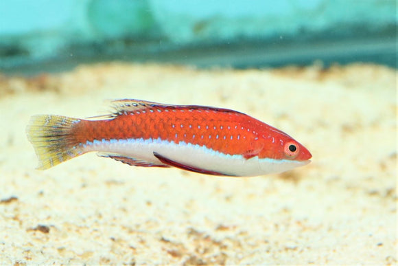 Seafighter Fariy Wrasse Md - All Things Aquatic