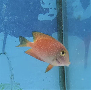 Silver Spot Tang - Md - All Things Aquatic