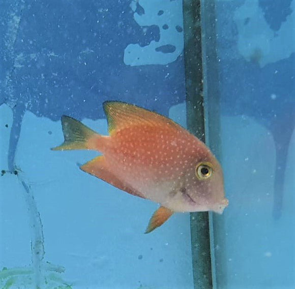 Silver Spot Tang Sml - All Things Aquatic