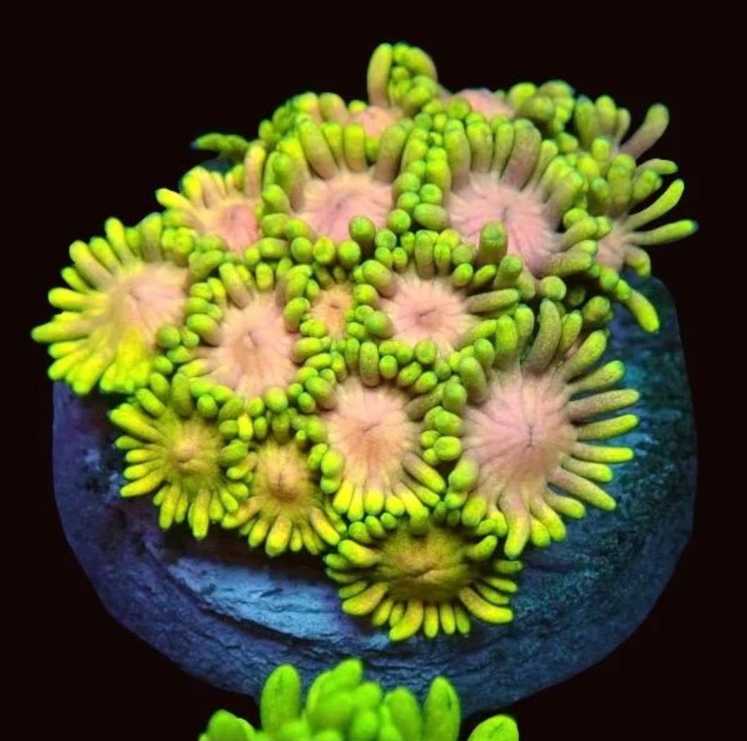 Sizzling Sunflower Goniopora Frag - All Things Aquatic