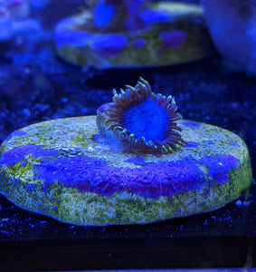 Smurf Blood Zoa Frag - All Things Aquatic