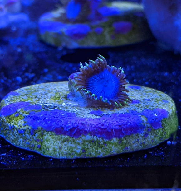 Smurf Blood Zoa Frag - All Things Aquatic