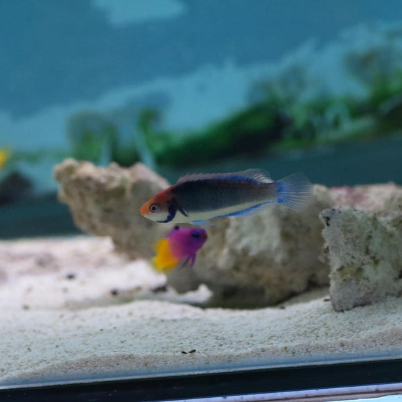 Solar Wrasse - MD - All Things Aquatic