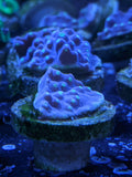 Starry Night Turbinaria Frag - All Things Aquatic