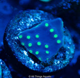 Starry Night Turbinaria Frag - All Things Aquatic