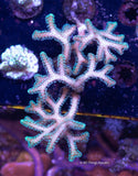 Stylophora Guttatus Frag - All Things Aquatic