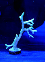 Stylophora Guttatus Frag - All Things Aquatic